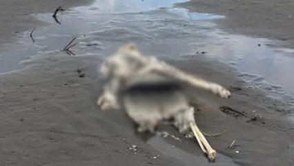 Samsun'da t&uuml;yler &uuml;rperten olay! Kıyıya insan iskeleti vurdu