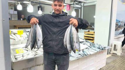 Sinop'ta palamut bereketi! Tezgahlarda fiyatı 50 liraya kadar geriledi