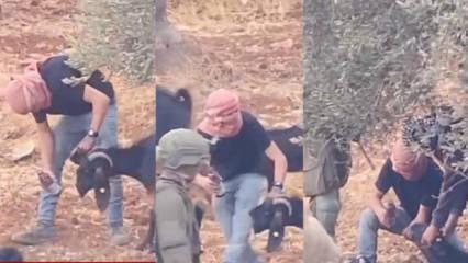 Batı Şeria'da asker g&ouml;zetiminde kan donduran g&ouml;r&uuml;nt&uuml;ler! 