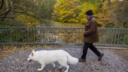 Almanya'da k&ouml;pek sahiplerine vergi y&uuml;k&uuml;ml&uuml;l&uuml;ğ&uuml;