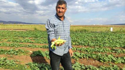 Gaziantep'te hasat başladı: Tarlada kilosu 30 TL