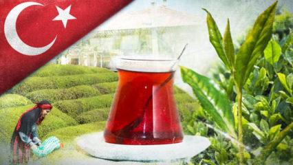 İhracatın y&uuml;zde 37'sini tek başına sırtladı: D&uuml;nyanın &ccedil;ayını Rize demliyor