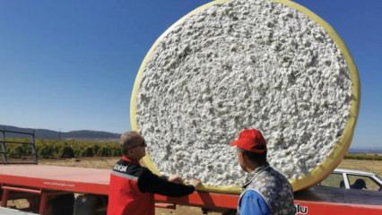 Manisa'da pamuk &uuml;reticisinin hasat heyecanı başladı! Tarlalarda yoğun mesai