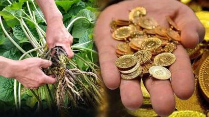 Altını ge&ccedil;ti, kilosu 247 bin TL! G&uuml;ncel fiyatı duyanları hayrete d&uuml;ş&uuml;rd&uuml;
