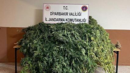 Diyarbakır'da 57 bin 700 k&ouml;k kenevir ele ge&ccedil;irildi