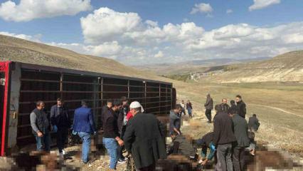 Erzurum'da hayvan y&uuml;kl&uuml; tır devrildi: 130 k&uuml;&ccedil;&uuml;kbaş telef oldu