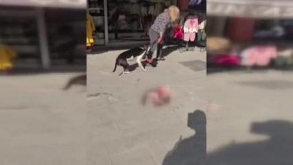 Esenyurt'ta sokakta kedi par&ccedil;alayan pitbull sahibine cep yakan ceza