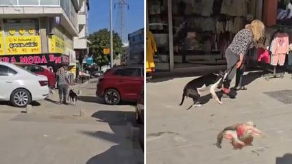 Esenyurt'ta Pitbull dehşeti: Ağızlıksız gezdirilen k&ouml;pek sokak kedisini par&ccedil;aladı