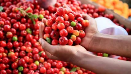 Limonu ezdi ge&ccedil;ti, 60 kat daha vitaminli! Ona 'yeşil altın' deniyor