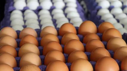 Yumurta ihracatında rekor artış! Yıl sonu hedefi y&uuml;kseldi!