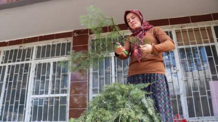 Ormanlardan izinle toplanıyor! Burdur'da &uuml;retip Avrupa'ya ihra&ccedil; ediliyor