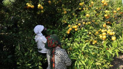 Adana'da tarladaki mandalinanın kilogramı 3 liraya d&uuml;şt&uuml; 