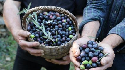 Artvin&rsquo;de cambazlık gerektiren hasat! 12 metrelik merdivenlerle topluyorlar!