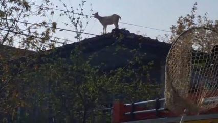 &Ccedil;atıya &ccedil;ıkan ke&ccedil;iyi itfaiye kurtardı