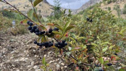 Kanser hastalarının g&ouml;zdesi oldu! Adeta sipariş yağıyor: kilosu 400 lira