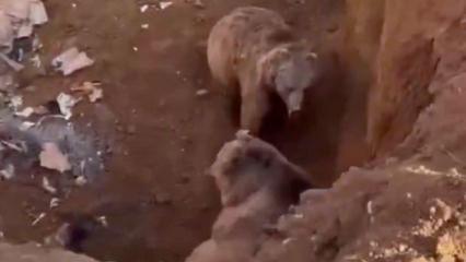 Erzurum&rsquo;da şaşırtan olay! 2 ayı ve 3 k&ouml;pek aynı kuyuya d&uuml;şt&uuml;