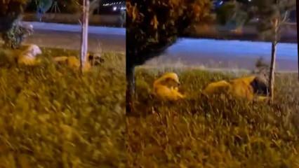 Zararsız dediği k&ouml;peklerin saldırısına uğradı, &ouml;l&uuml;mden d&ouml;nd&uuml;