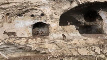 Tunceli İn Delikleri&rsquo;nde s&uuml;rpriz misafir: Merdivenleri tırmanıp odalara girdiler
