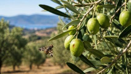Zeytin &uuml;reticilerine kritik uyarı! Son tarih 20 Ekim!