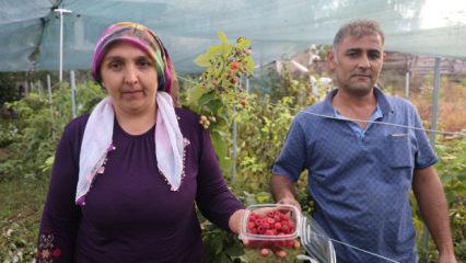 &ldquo;Ben bu işi yaparım&rdquo; dedi, başardı! İl&ccedil;ede ilk kez ektiği meyvenin kilosu 500 lira
