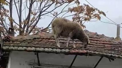 Edirne'de ilgin&ccedil; anlar! Koyun rızkını &ccedil;atıda aradı 