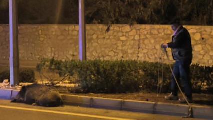 Aydın'da tehlikeli anlar! Yaban domuzunu kementle yakalamaya &ccedil;alıştı