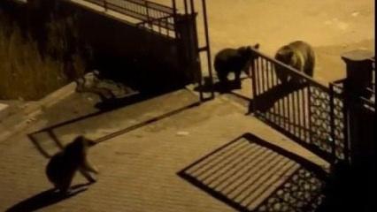 Kars&rsquo;ta &ccedil;&ouml;pte yiyecek arayan boz ayıya vatandaştan ilgin&ccedil; sitem: Hele tipine bak