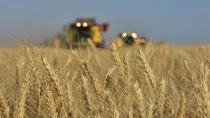 TİGEM 2 bin 906 ton mahsul buğday satacak