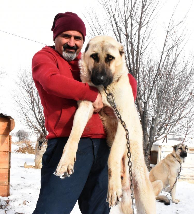 en iyi kangal köpekleri