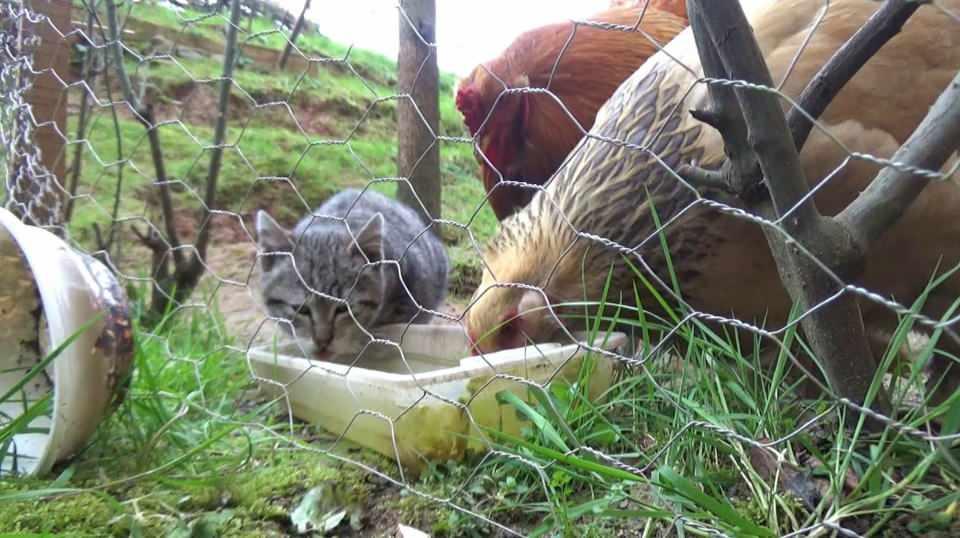 Yavru kedi, horoz ve tavuklarla birlikte kümeste yaşıyor Resim 4