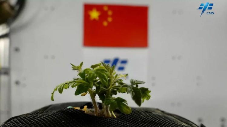 <p>Tiangong Uzay İstasyonu'nunda yetiştirilen bir domates.</p>
