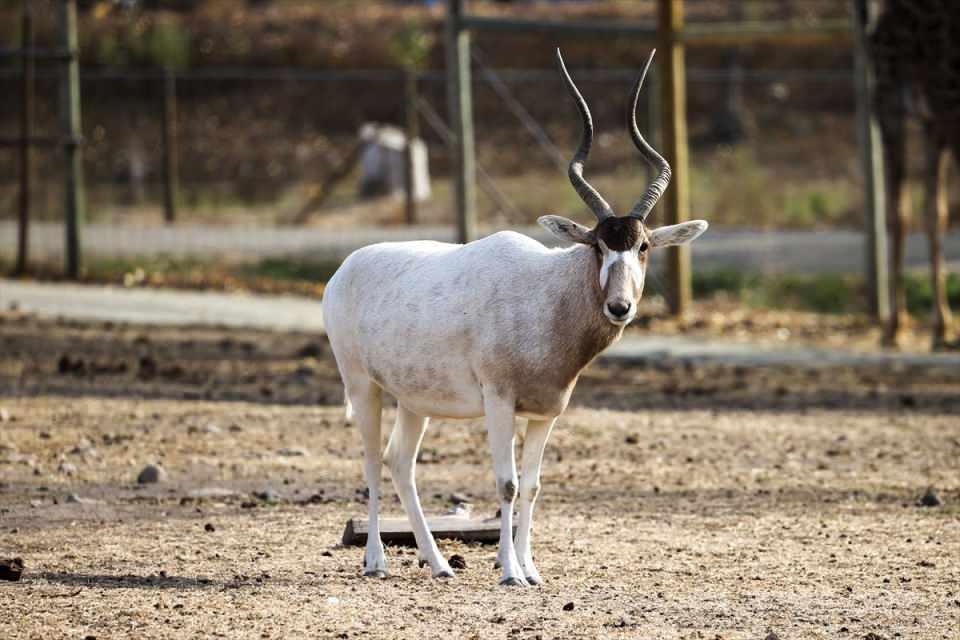 ABD'de Safari Batı Yaban Hayatı Koruma Park'ında Vahşi Yaşam - Resim 51