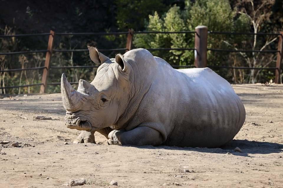 ABD'de Safari Batı Yaban Hayatı Koruma Park'ında Vahşi Yaşam - Resim 39