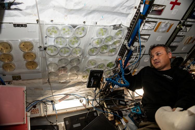 <p>Gezeravcı'nın Uluslararası Uzay İstasyonu'ndaki ilk deneyi tuz stresine maruz bırakılan <a href=