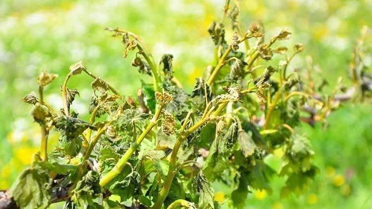 <p>Uşak'ta zirai don nedeniyle 74 bin 439 alanda üretim yapılan badem, ceviz, kayısı, erik, üzüm ve vişne ağaçlarında büyük oranda zararın oluştuğu belirtildi.</p><p>Denizli'nin Pamukkale, Güney ve Çal ilçelerinde elma, kayısı ve üzüm bahçelerinde soğuk hava nedeniyle zararlar oluştu.</p>
