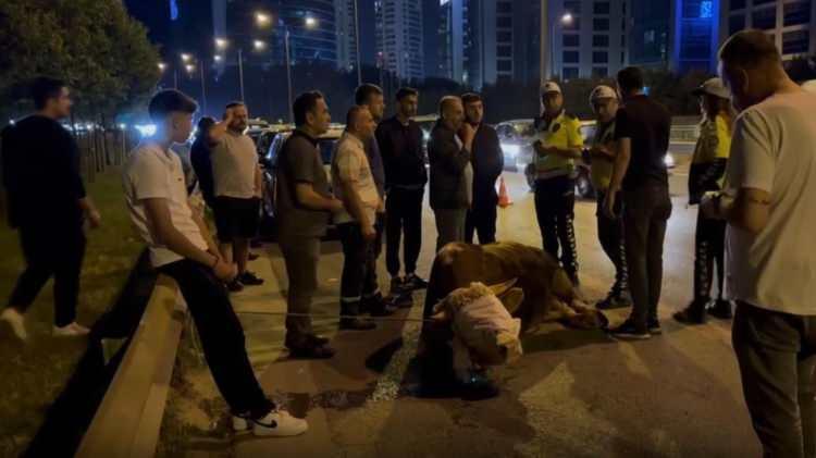<p>İstanbul'da Şile Otoyolu Ümraniye Çekmeköy istikametinde seyir halindeki bir kamyonetin kasasında bulunan kurbanlık dana, ipini kopararak yola atladı. İhbar üzerine olay yerine giden polis ekipleri yolu daralttı. Ayağı kırılan dana, sahipleri tarafından başka bir kapalı kasa kamyonete yüklenerek kaldırıldı. Olay nedeniyle bölgede bir süre trafik yoğunluğu oluştu.</p>