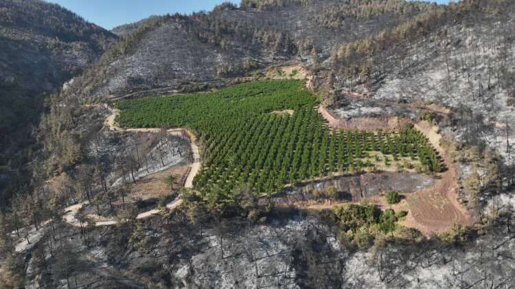 <p>Araziye gözü gibi baktığını ve gereken bütün bakımlarını yaptığını, öşrünü verdiğini belirten 3 çocuk babası 53 yaşındaki Halil Kiraz, bahçesinin küle dönmeyişini şu şekilde dile getirdi:</p><p> </p>