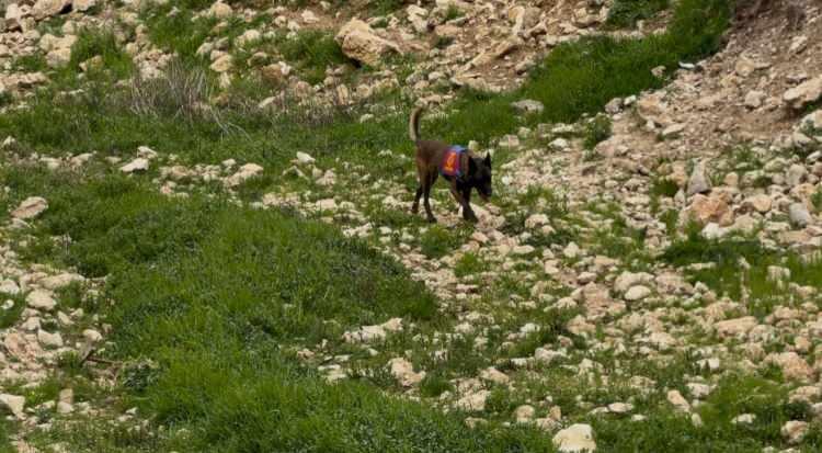 <p>Zorlu arazi şartlarına rağmen &ccedil;alışmaların titizlikle s&uuml;rd&uuml;r&uuml;ld&uuml;ğ&uuml; arama faaliyetlerinde, &lsquo;insan kalıntılarını tespit edebilen&rsquo; olarak da bilinen kadavra k&ouml;pekleri de g&ouml;rev yapıyor.</p>

<p>&nbsp;</p>
