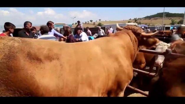 1100 kiloluk �Tosun Paşa� fiyatıyla dudak uçuklatıyor Video 7