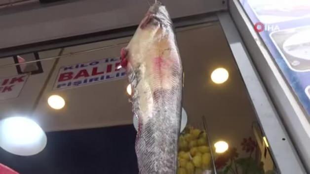 İnsan boyundaki yayın balığı görenleri şaşkına çevirdi Video 7