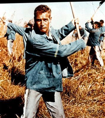 Parmaklıklar Arkasında- Paul Newman /  Luke