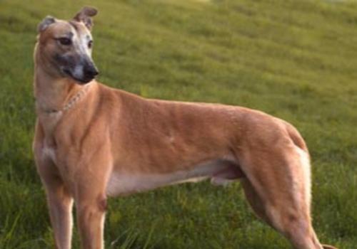 <div class="galler_spot">Köpeklerin ter bezleri ayaklarındadır.</div>
<div> </div>
<div id="pagination" class="cboth fright"> </div>