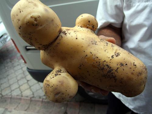 İlk defa böyle bir patates gördüğünü söyleyen ziraat mühendisi Çağatay Tabur ise, "İnsan baş ve kollarını andıran bölümler, topraktaki yoğun mineralli alanlara uzanarak orada böyle bir gelişim içine girmiş olabilir. Her sanatçının eserinde bir imzası vardır. Yüce Allah zaman zaman yarattıklarında böyle izler bırakabilir" ifadelerini kullandı.