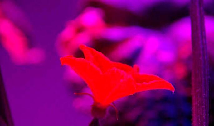 PlantLab'deki bilim adamları, yaptıkları çalışmaların gelecekte dünyada baş gösterebilecek gıda krizlerine çözüm olduğuna inanıyor. Birleşmiş Milletler verilerine göre, dünyada yaklaşık 3 milyar insan ya aç ya da eksik besleniyor.