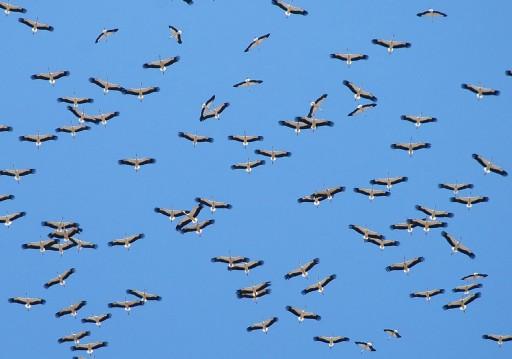 İzmir'in tarihi ve turistik ilçesi Selçuk'ta her yıl nisan ayında gelerek ağustosa kadar kalan leylekler için özel bir proje başlatıldı. Leylekler için özel tasarımlı yuvalar inşa edildi.