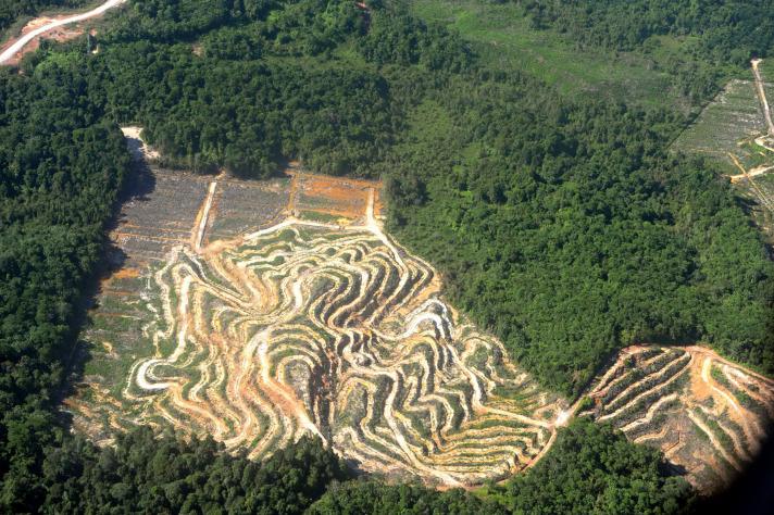 WWF'ye göre, adanın genelinde durum pek parlak değil.