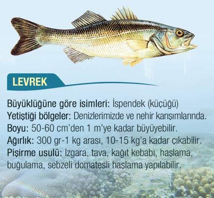 Denizlerde ve denizlerin nehirlerle birleştiği yerde yaşayan levrek bir dip balığıdır