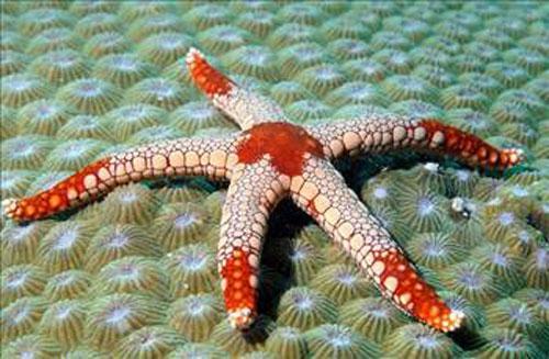 <p>Denizyıldızlarının beyni yoktur.