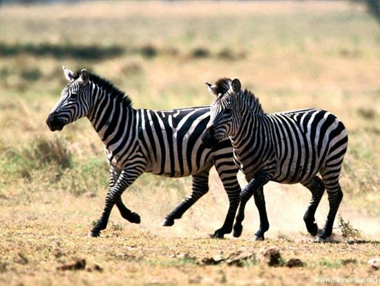 ZEBRA
<br><br>Çizgileri vücut hatlarını gizleyerek Afrika savanların da görülmelerini zorlaştırır.