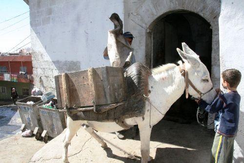 <b>VATANDAŞLAR TEPKİLİ</b>
<br><br>
İtalya'dan eşek siparişi verildiğini duyan Mardinli vatandaşlar ise belediyeye tepki göstererek, "Mardin'deki eşeklerin suyu mu çıktı gidip İtalya'dan eşek getirecekler." şeklinde tepkilerini ifade etti.